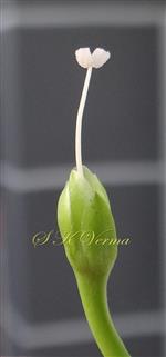  Calyx and Pistil